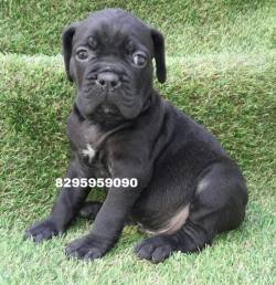 DogsIndia.com - Cane Corso - Goel