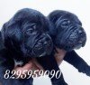 DogsIndia.com - Cane Corso - Vipul Goel