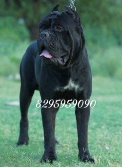 DogsIndia.com - Cane Corso - Vipul Goel