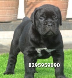 DogsIndia.com - Cane Corso - Vipul