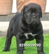 DogsIndia.com - Cane Corso - Vipul