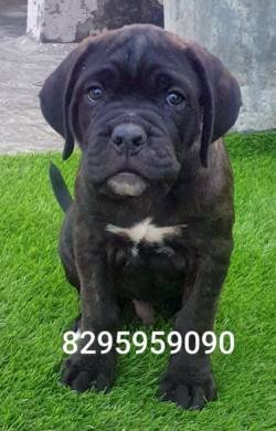 DogsIndia.com - Cane Corso - Vipul