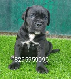 DogsIndia.com - Cane Corso - Vipul Goel