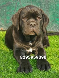 DogsIndia.com - Cane Corso - Vipul Goel
