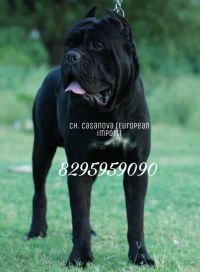 DogsIndia.com - Cane Corso - Vipul Goel