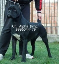 DogsIndia.com - Cane Corso - Goel