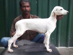 DogsIndia.com - Caravan Hound - Anish
