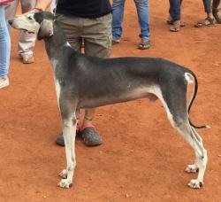 DogsIndia.com - Caravan Hound - Anish