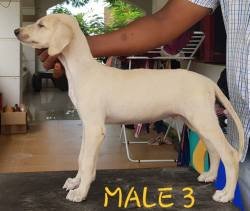 DogsIndia.com - Caravan Hound - Attila's Kennel - Anish