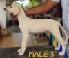 DogsIndia.com - Caravan Hound - Attila's Kennel - Anish