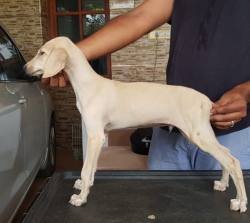 DogsIndia.com - Caravan Hound - Attila's Kennel - Anish