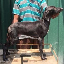 DogsIndia.com - Caravan Hound - Attila's