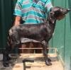 DogsIndia.com - Caravan Hound - Attila's