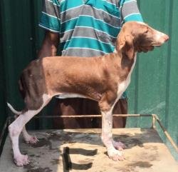 DogsIndia.com - Caravan Hound - Attila's
