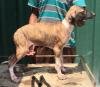 DogsIndia.com - Caravan Hound - Attila's