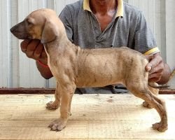 DogsIndia.com - Caravan Hound - Attila's