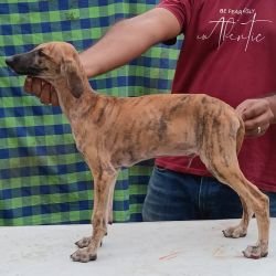 DogsIndia.com - Caravan Hound - Anish