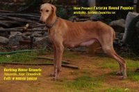 DogsIndia.com - Caravan Hound - Barking House Kennel - Vincent