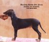 DogsIndia.com - Caravan Hound - Barking House Kennel - Vincent