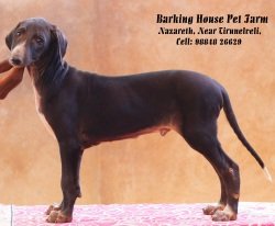 DogsIndia.com - Caravan Hound - Barking House Kennel - Vincent