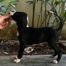 DogsIndia.com - Caravan Hound - Bhosale