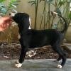 DogsIndia.com - Caravan Hound - Bhosale