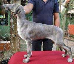 DogsIndia - Caravan Hound - Birva Kennels