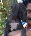 DogsIndia - Caravan Hound - Birva Kennels