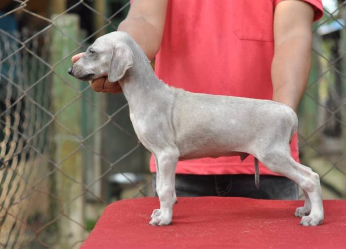 DogsIndia - Caravan Hound - Birva Kennels