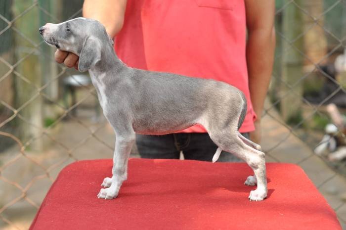 DogsIndia - Caravan Hound - Birva Kennels
