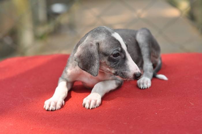 Caravan Hound Puppies, Top of the Line, Show Quality Available For Sale To Show & Family Homes