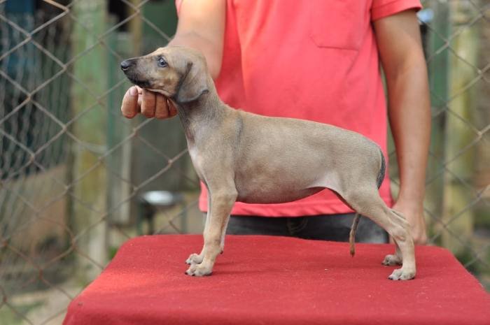 Caravan Hound Puppies, Top of the Line, Show Quality Available For Sale To Show & Family Homes