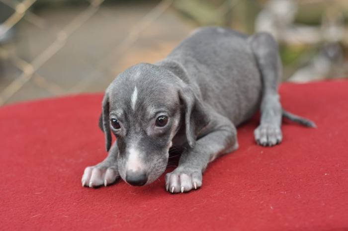 DogsIndia.com - Caravan Hound - Birva