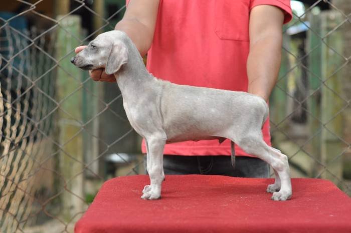 DogsIndia.com - Caravan Hound - Birva