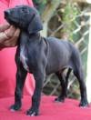 DogsIndia - Caravan Hound - Birva Kennels