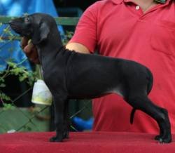 DogsIndia - Caravan Hound - Birva Kennels