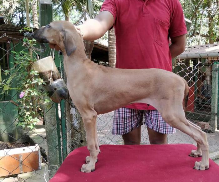 DogsIndia - Caravan Hound - Birva Kennels