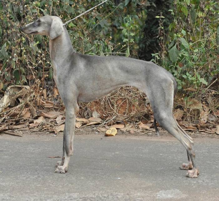 DogsIndia - Caravan Hound - Birva Kennels
