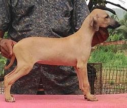 DogsIndia.com - Caravan Hound - Karben's Kennel - Prasad Mayekar