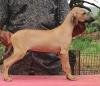 DogsIndia.com - Caravan Hound - Karben's Kennel - Prasad Mayekar