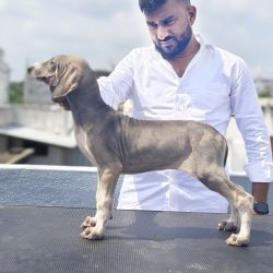 DogsIndia.com  Caravan Hound  Maalba Kennels