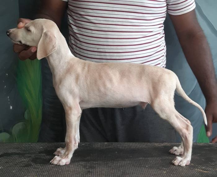 DogsIndia.com - Caravan Hound - Subhiksha Kennels