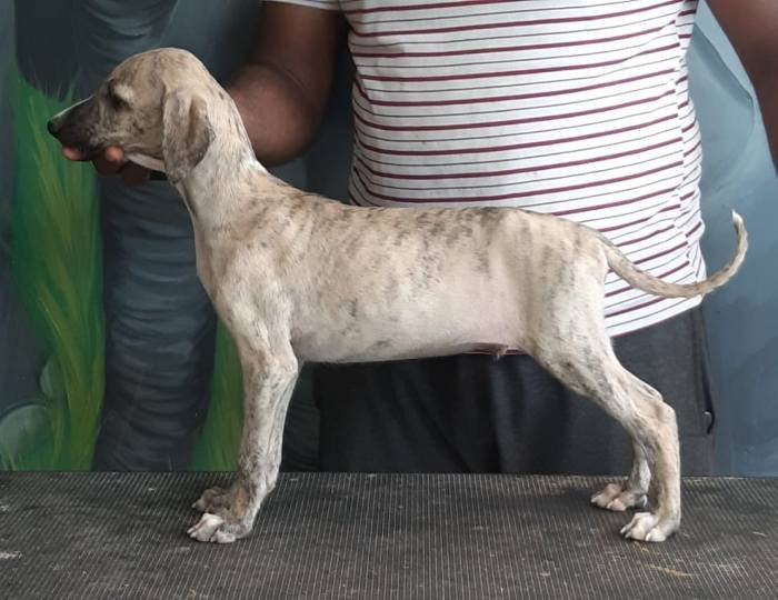 DogsIndia.com - Caravan Hound - Subhiksha Kennels