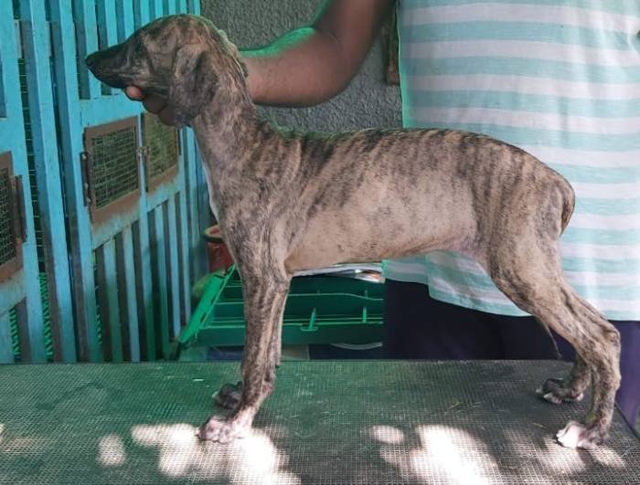 DogsIndia.com - Caravan Hound - Subhiksha Kennels