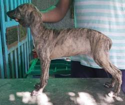 DogsIndia.com - Caravan Hound - Subhiksha Kennels