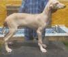 DogsIndia.com - Caravan Hound - Subhiksha Kennels
