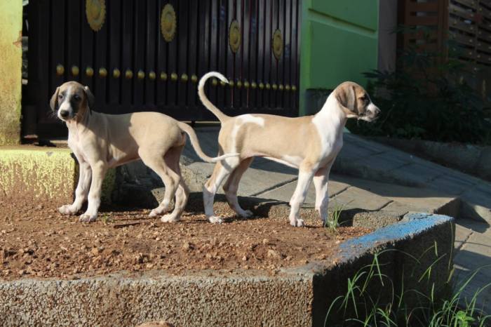DogsIndia.com - Caravan Hound - Subhiksha Kennels