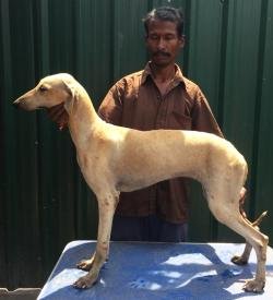 DogsIndia.com - Caravan Hound - Tazi Kennels
