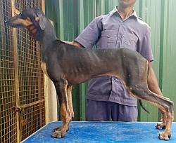 DogsIndia.com - Caravan Hound - Tazi Kennels