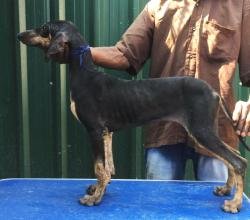 DogsIndia.com - Caravan Hound - Tazi Kennels